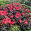 Hibiscus 'Holy Grail' PP31478 (25) BR Plants