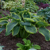 Hosta 'Wu-La-La' PP31309 (20)ct Flat