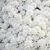 Iberis s Snowball 25 BR Plants