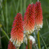 Kniphofia High Roller PPAF 25 BR Plants