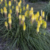 Kniphofia Lucky Lemons PPAF 25 BR Plants