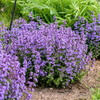 Nepeta 'Cat's Pajamas' PP31127 (25) BR Plants