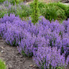 Nepeta 'Cat's Pajamas' PP31127 (25) BR Plants