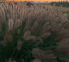 Pennisetum a. 'Puppy Love' PP30973 (30)ct Flat