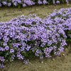 Phlox s Eye Candy PPAF 25 BR Plants