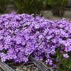 Phlox Rocky Road Pink PP31486 30ct Flat