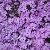 Phlox Rocky Road Pink PP31486 30ct Flat