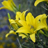 Hemerocallis HYPERION 25 BR Plants
Photos courtesy of Walters Gardens, Inc