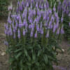 Veronica Lavender Lightsaber PPAF 25 BR Plants