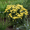 Achillea 'Firefly Sunshine' PP32403 (25) BR Plants