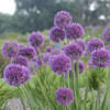 Allium Lavender Bubbles PPAF 25 BR Plants