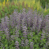 Baptisia Violet Dusk PPAF 25 BR Plants