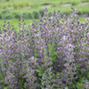 Baptisia Violet Dusk PPAF 25 BR Plants