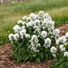 Campanula g. 'Angel Bells' PP31465 (30)ct Flat