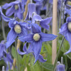 Clematis i Blue Ribbons 25 BR Plants