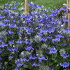 Clematis Stand by Me PPAF 25 BR Plants