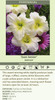 Hemerocallis JOAN SENIOR 25 BR Plants