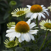 Echinacea Swan Song PPAF 30ct Flat