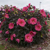 Hibiscus Evening Rose PPAF 25 BR Plants