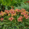 Hemerocallis 'Hungry Eyes' PP32365 (25) BR Plants