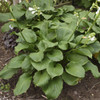 Hosta Royal Crest PPAF 25 BR Plants