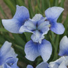 Iris s Sky Mirror 25 BR Plants