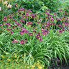 Hemerocallis 'Little Grapette' (25) BR Plants