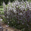 Penstemon Onyx and Pearls PPAF 25 BR Plants
