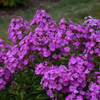 Phlox p. 'Cover Girl' PP32323  (25) BR Plants