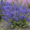 Salvia Evening Attire PPAF 25 BR Plants