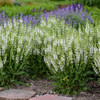 Salvia n. 'White Profusion' PP33652 (25) BR Plants