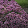 Sedum Powderpuff PPAF 25 BR Plants