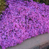 Phlox subulata Drummonds Pink 25 BR Plants