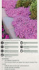 Phlox subulata Drummonds Pink 25 BR Plants
