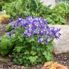 Aquilegia KIRIGAMI Deep Blue & White (30)ct Flat