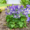 Aquilegia KIRIGAMI Deep Blue & White (30)ct Flat