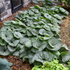 Brunnera m. 'Jack of Diamonds' PP32752 (20)ct Flat