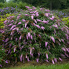 Buddleia Pink Cascade PP30711 30ct Flat
