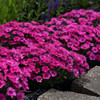 Dianthus 'Paint the Town Fancy' PP34503 (30)ct Flat