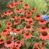 Echinacea 'Tanager' PP34202 (30)ct Flat