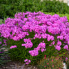 Phlox 'Opening Act Ultrapink' PP32093 (25) BR Plants