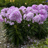 Phlox p Opalescence PPAF 25 BR Plants