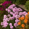 Phlox p. 'Opalescence' PP33295 (25) BR Plants