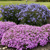 Phlox s Eye Caramba PPAF 25 BR Plants