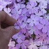 Phlox s Pink Sparkles PPAF 25 BR Plants