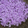 Phlox s Pink Sparkles PPAF 25 BR Plants