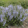 Salvia Vanity Flair PPAF 25 BR Plants