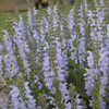 Salvia Vanity Flair PPAF 25 BR Plants