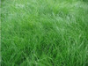 Carex appalachica 3.5 inch pot