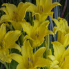 Hemerocallis Hyperion SF BR